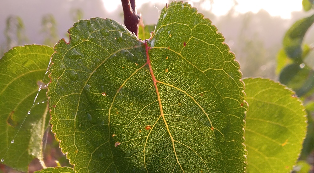 Abricotiers pépinière l'Arborée Drôme