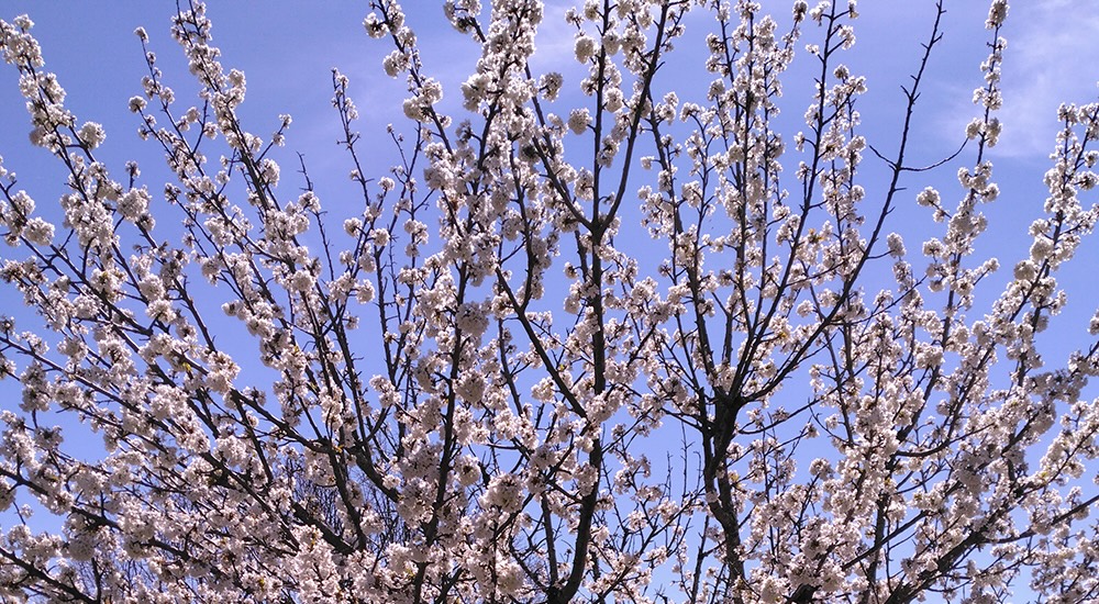 Cerisiers pépinière l'Arborée Drôme
