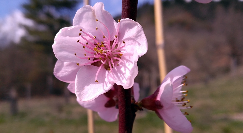 Pêchers pépinière l'Arborée Drôme