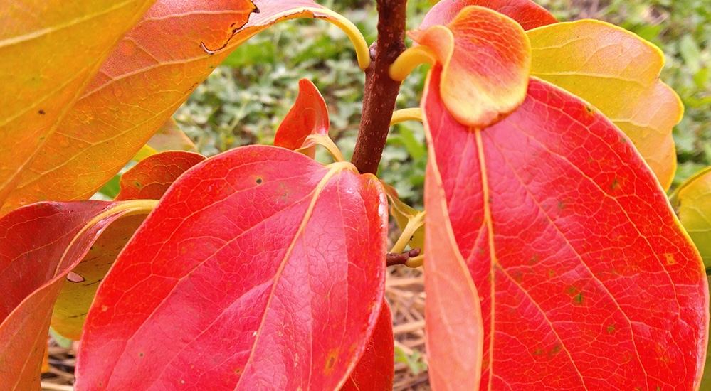 Plaqueminiers, kaki, pépinière l'Arborée Drôme