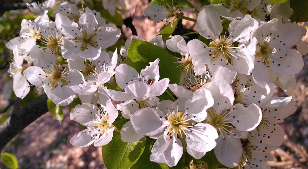 poiriers pépinière l'Arborée Drôme