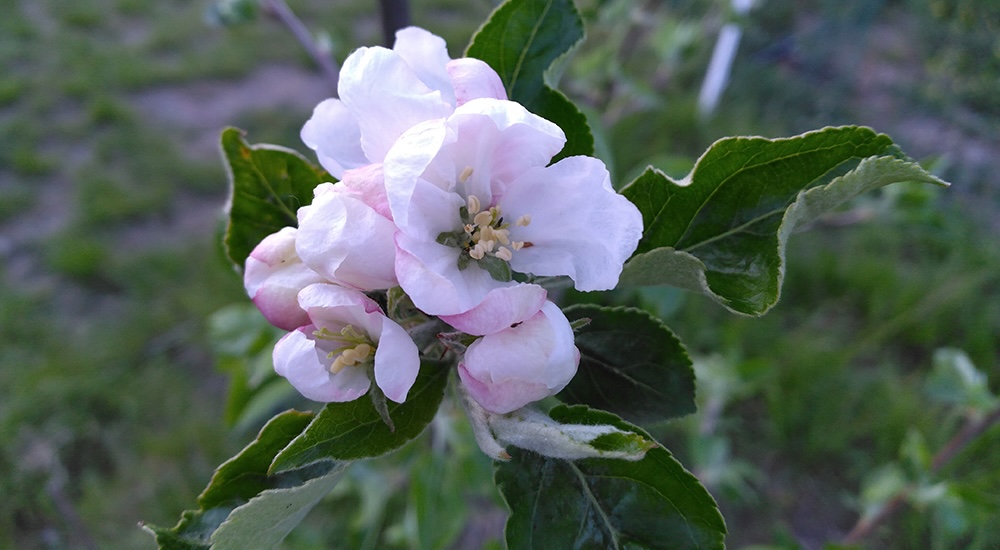 Pommiers pépinière l'Arborée Drôme