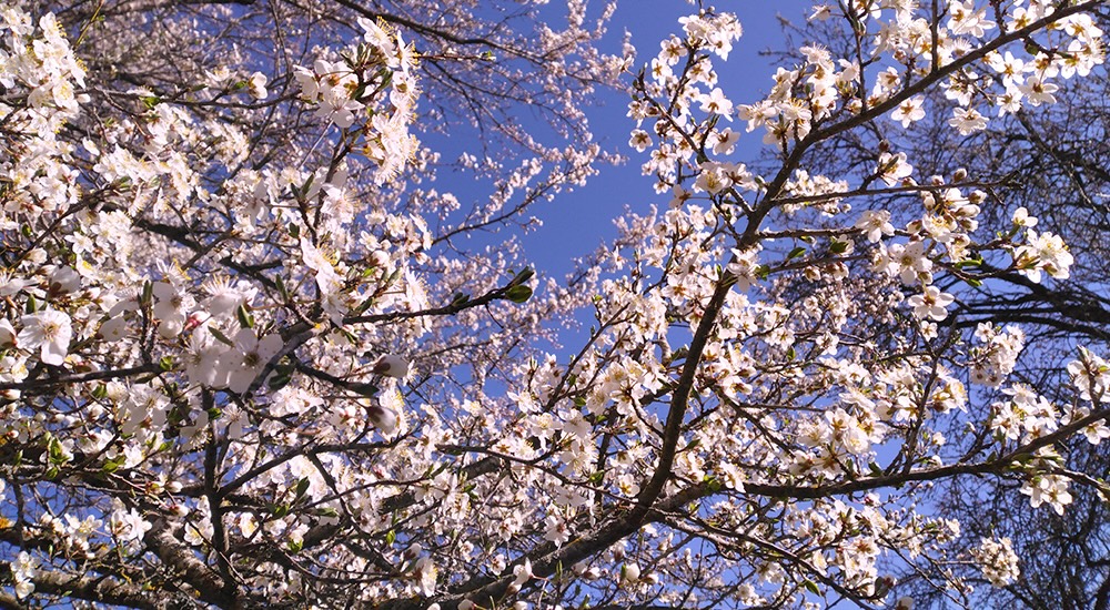 Pruniers pépinière l'Arborée Drôme
