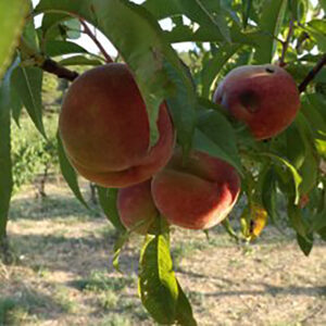 Pêcher Belle de Montélimar