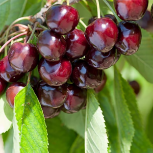 Cerisier Burlat