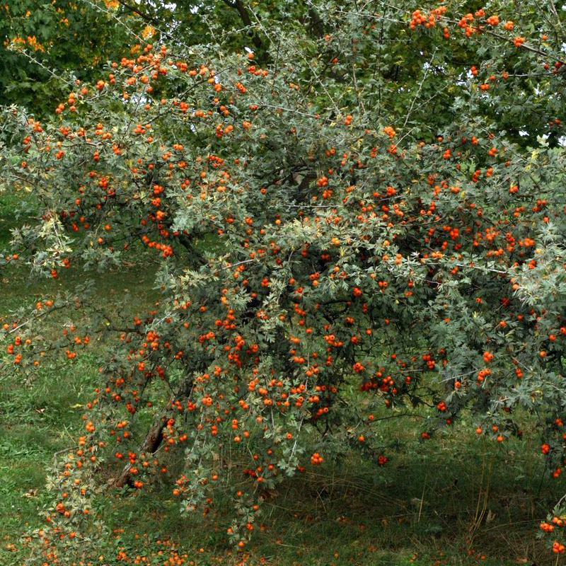 Aubépine à feuilles de tanaisie – Image 2