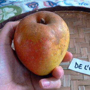 Pommier de l'Estre