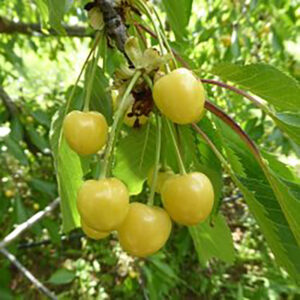 Cerisier Goutte d’or