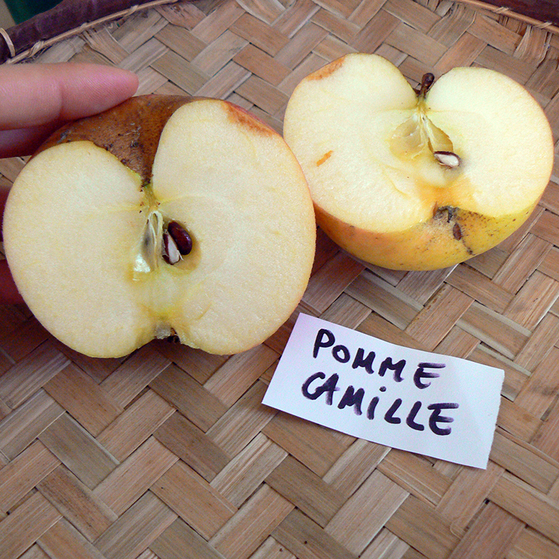 Pommier Camille