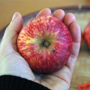 Pommier de Risoul
