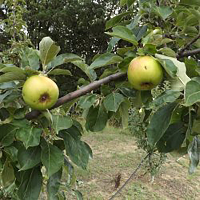 Pommier Rambour d’été