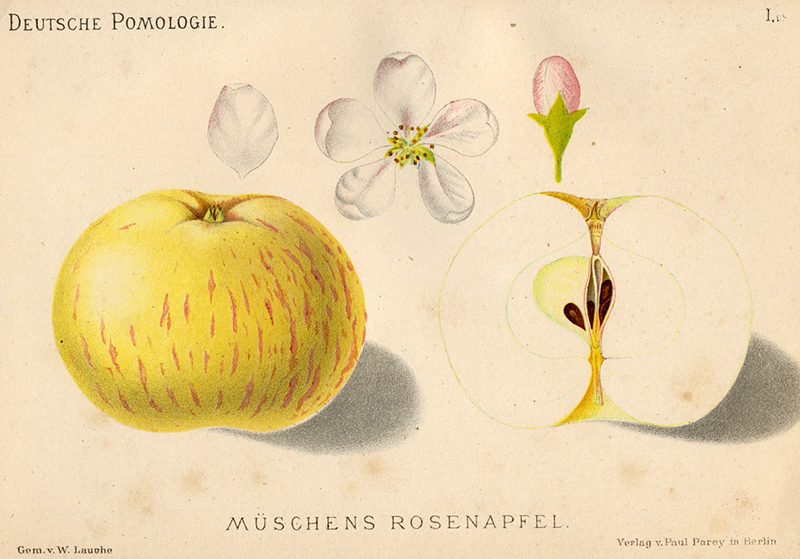 Pommier Rambour d’été