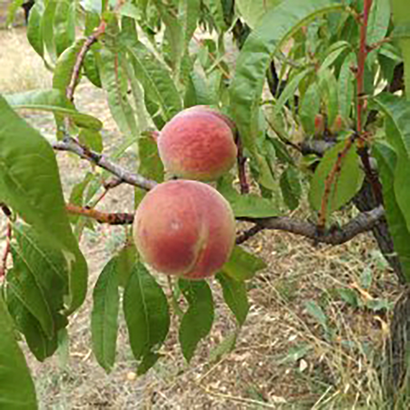 Pêcher Reine des vergers