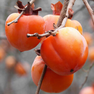 Kaki costata