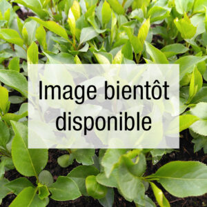 Amélanchier Sleyt
