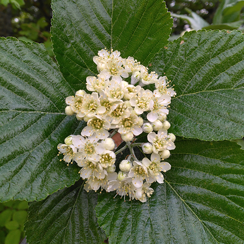 Alisier blanc
