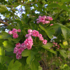 Aubépine à fleurs roses